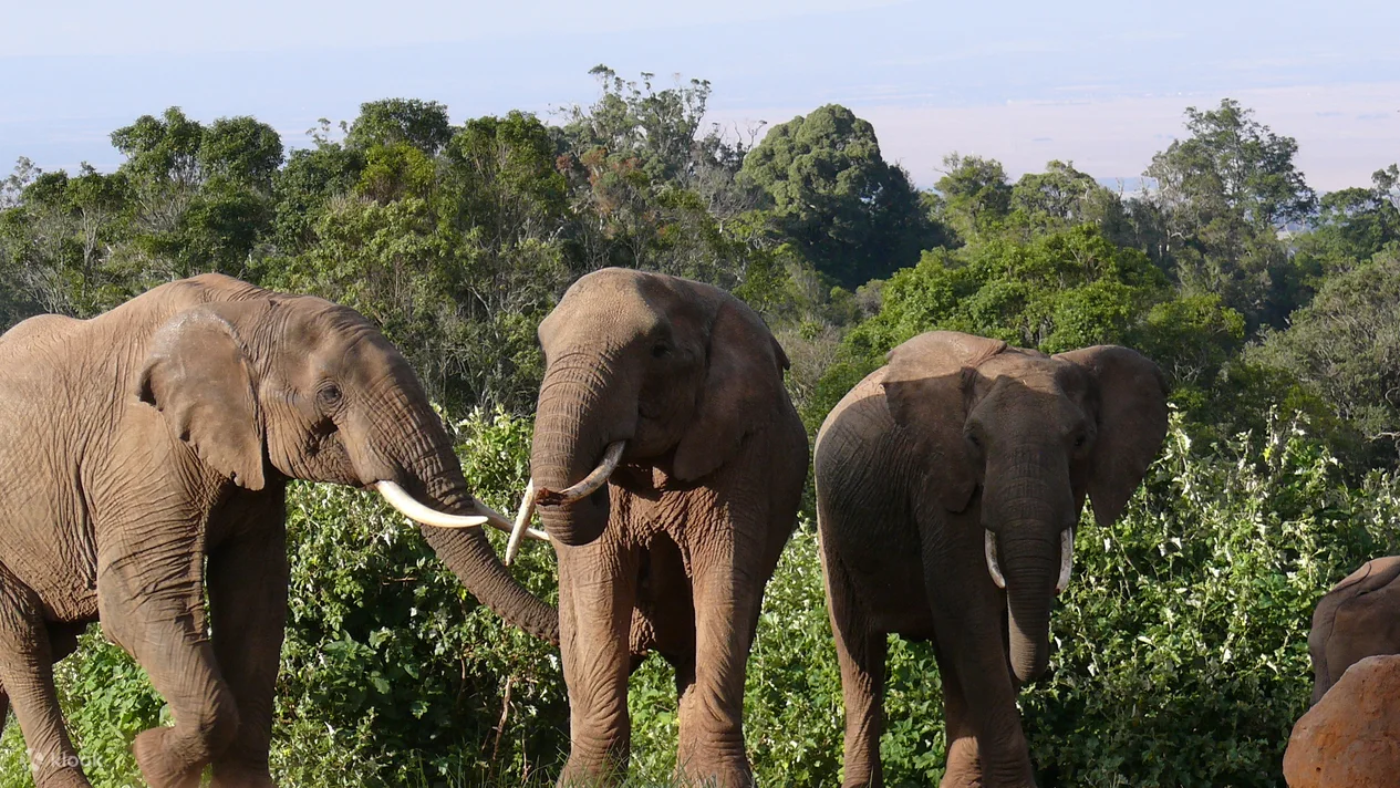 Multi Days Kenya Day Tours