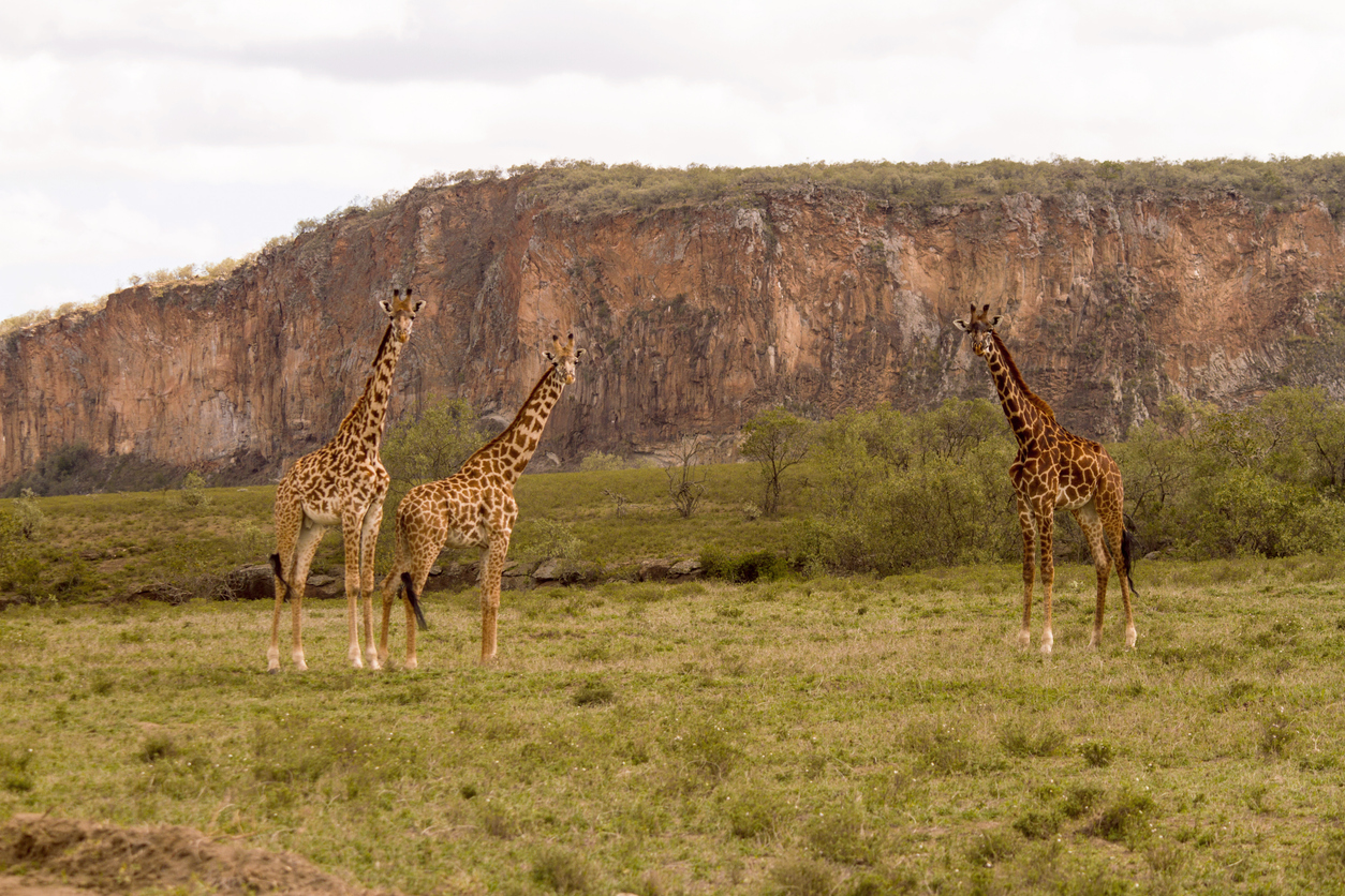 Multi Days Kenya Day Tours