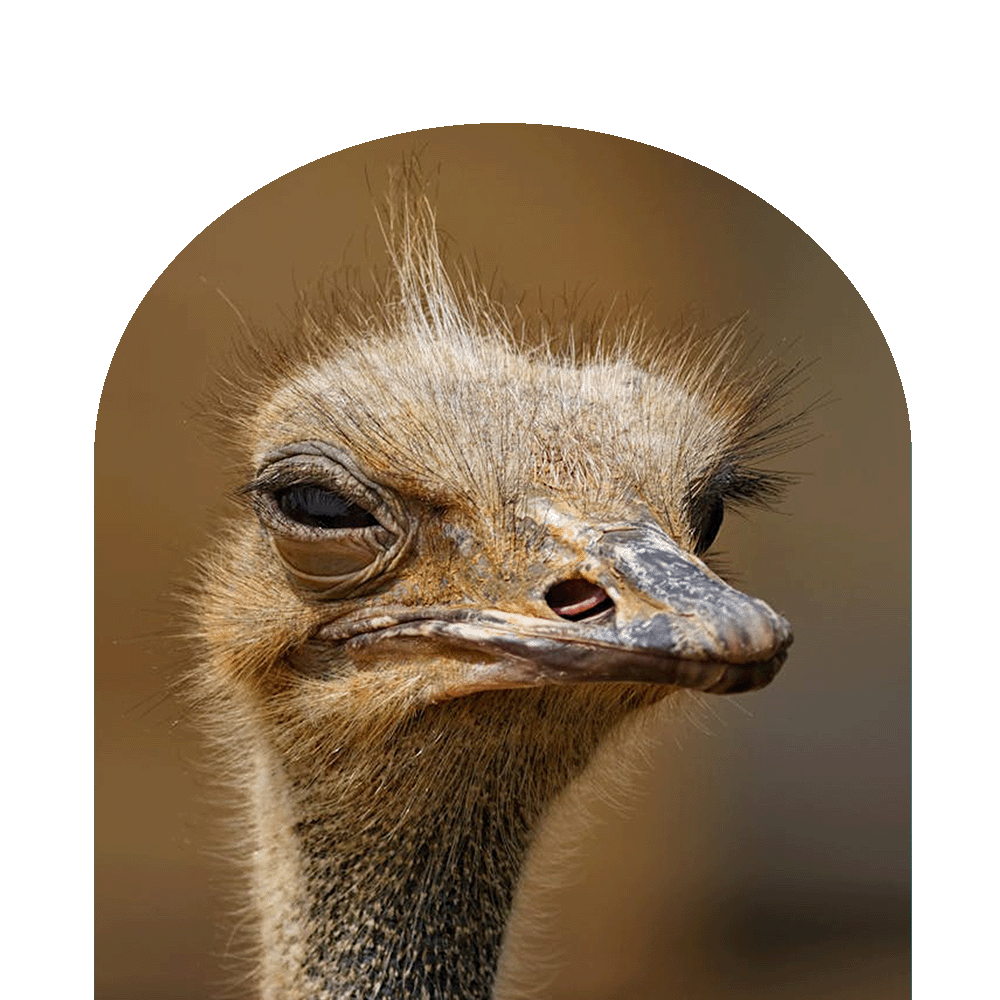 Budget-Kenya-safaris-cresent-island-with-daring-escapes Budget-Kenya-safaris-cresent-island-with-daring-escapes