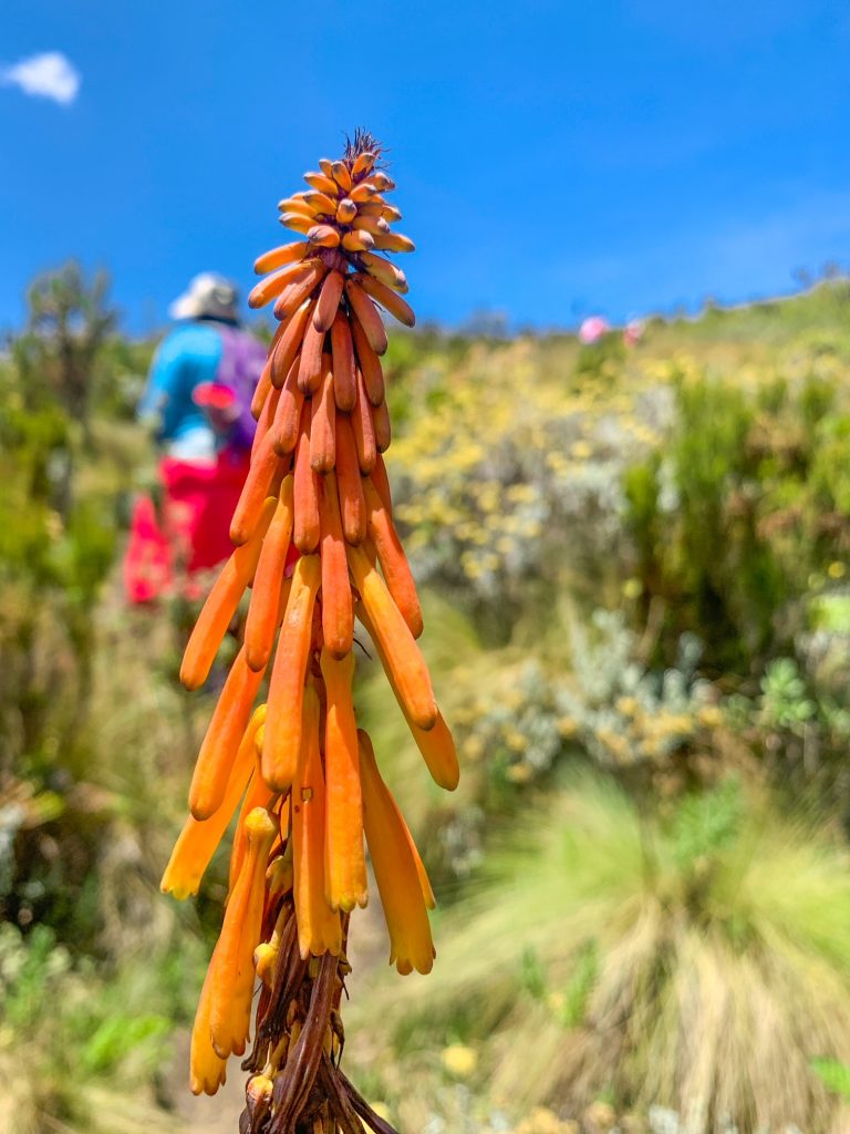 Mountain-Flowers_Wild-Springs-Adventures-768x1024-1