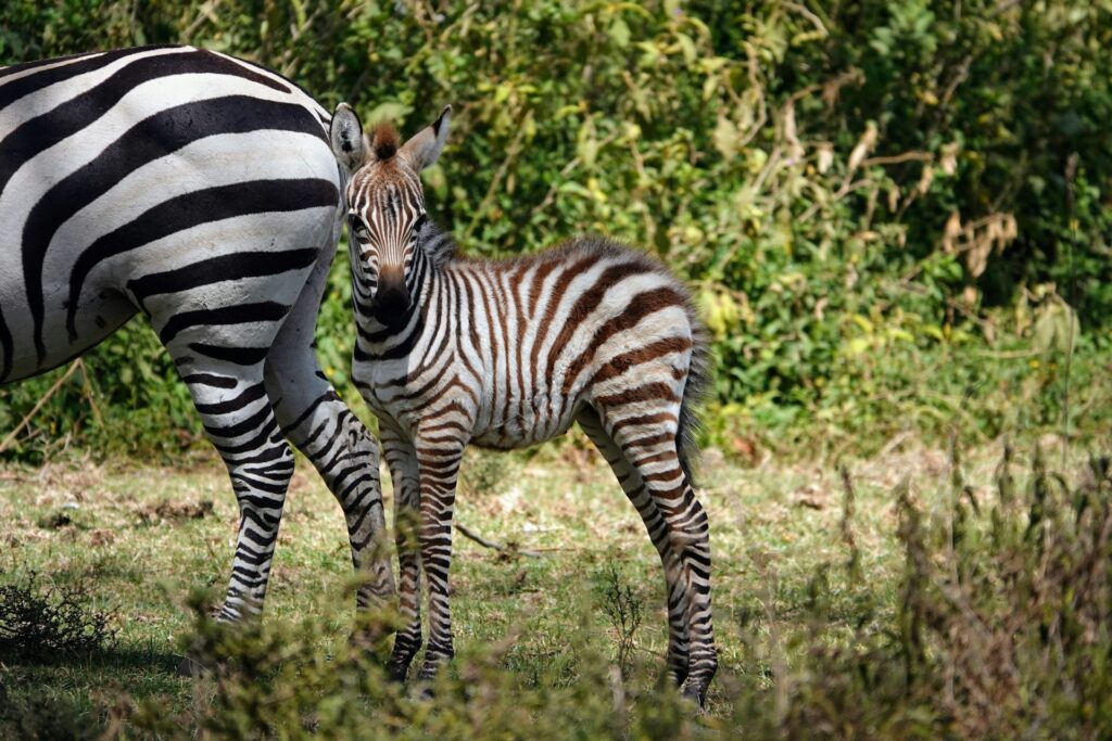 Unforgettable Crescent Island Walking Safari Naivasha and Hell's Gate Adventure