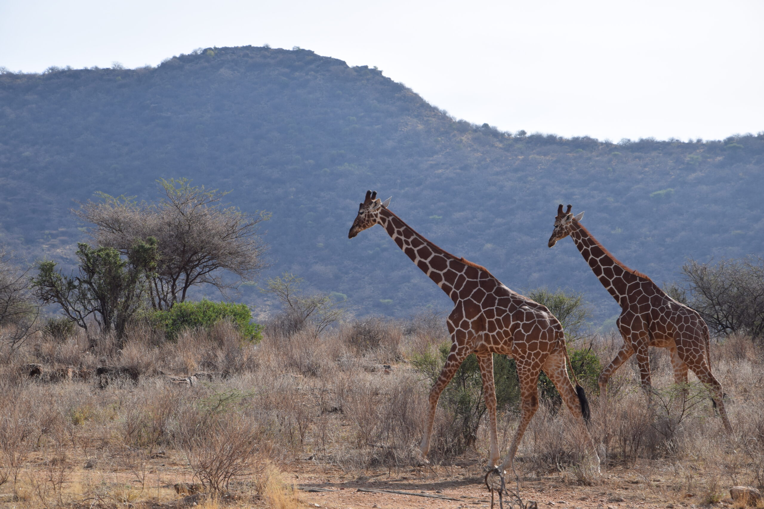 Multi Days Kenya Day Tours