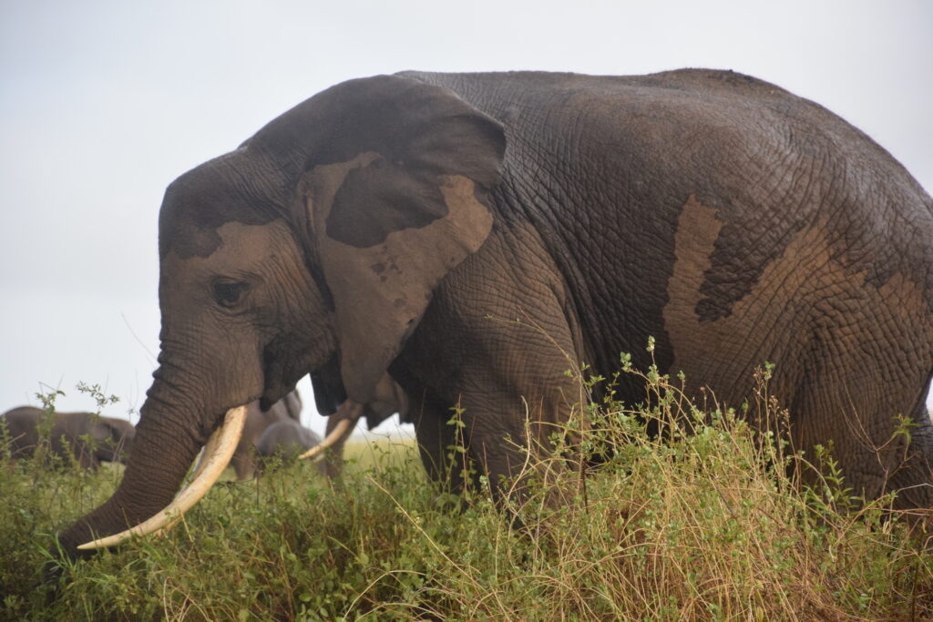 Multi Days Kenya Day Tours