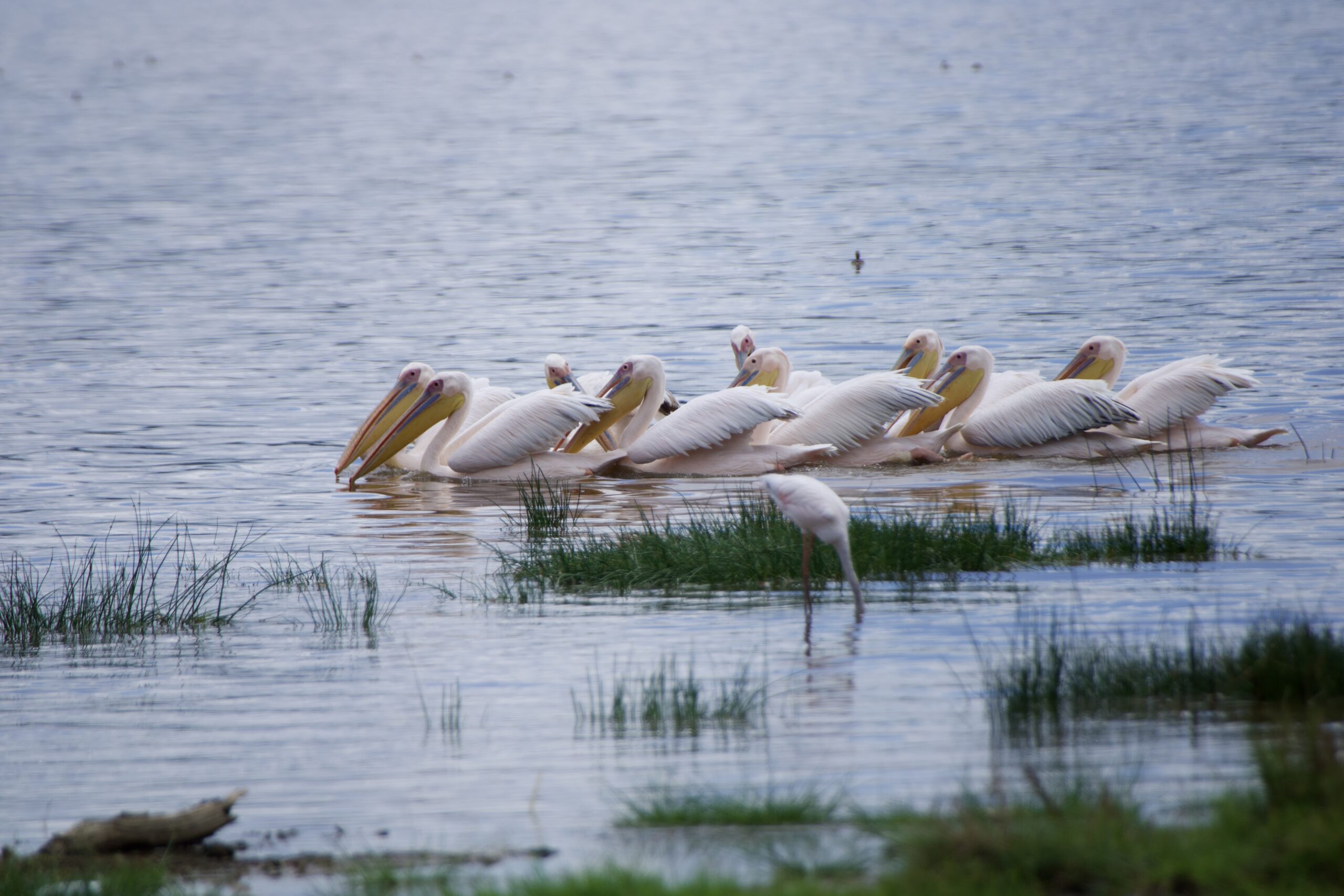 Multi Days Kenya Day Tours