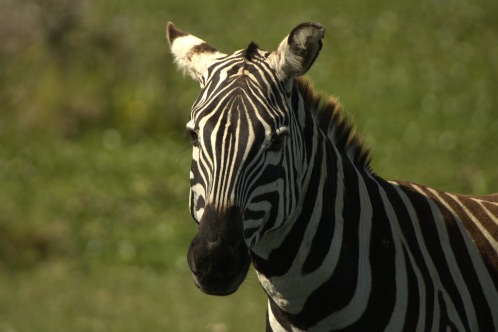 Multi Days Kenya Day Tours